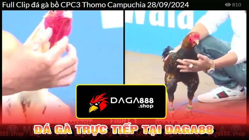 Đá gà trực tiếp tại Daga88