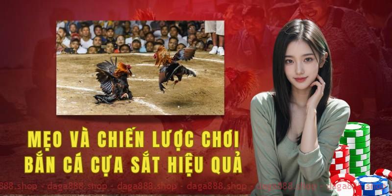 Cách chơi đá gà cựa sắt hiệu quả