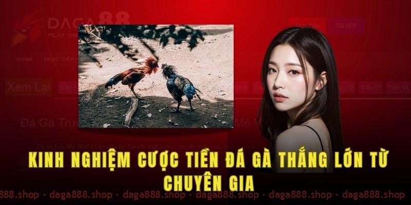 Kinh nghiệm cược tiền đá gà thắng lớn từ chuyên gia