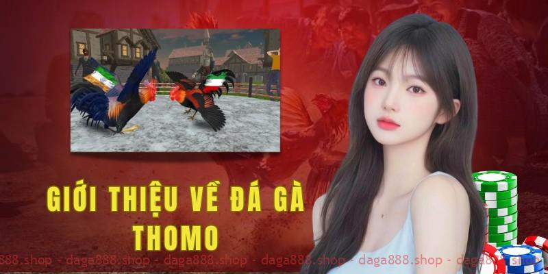 Đá gà Thomo là bộ môn giải trí được yêu thích và phổ biến tại Campuchia