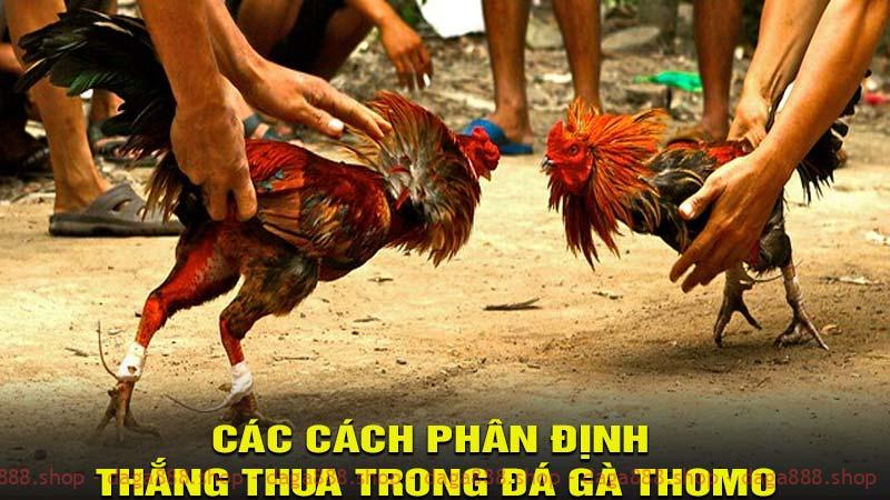 Các cách phân định thắng thua trong đá gà Thomo