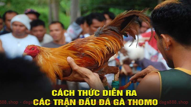 Cách thức diễn ra các trận đấu đá gà Thomo