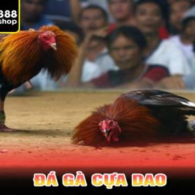 Đá gà cựa dao