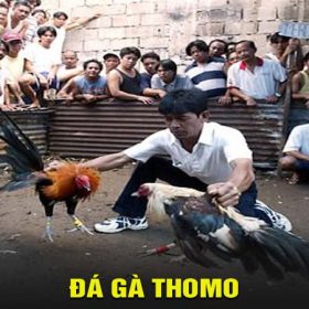 Đá gà thomo - Đá gà thomo trực tuyến hấp dẫn tại bet88