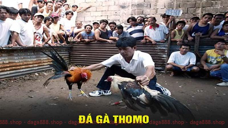 Đá gà thomo - Đá gà thomo trực tuyến hấp dẫn tại bet88