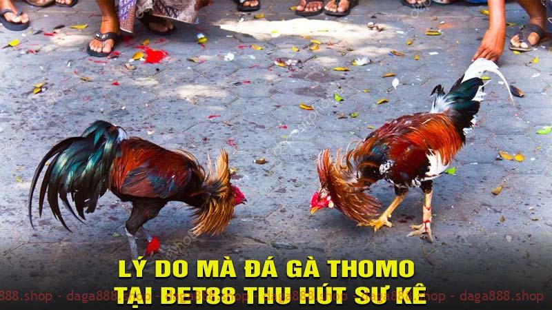 Lý do mà đá gà Thomo tại bet88 thu hút sư kê