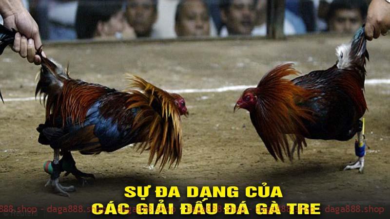 Sự đa dạng của các giải đấu đá gà tre